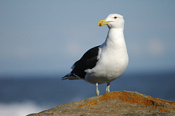 Seagull , High-quality , visuals, Stunning backgrounds HD wallpaper