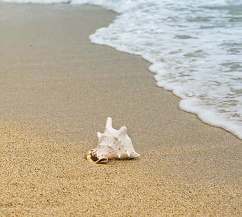 Seashell, sand, foam, sea waves, beach HD wallpaper