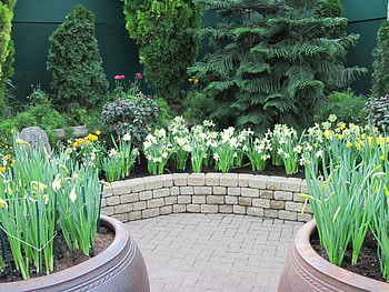 Flowers for a cause 12, photgraphy, daffodils, green, trees, Flowers, Garden HD wallpaper