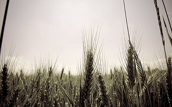 Sky, Macro, Field, Ears, Ripe, Spikes HD wallpaper