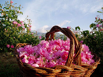 Gift from the Rose valley , sweet, graphy, roses, cute, beautiful, basket, rose, pink, flower, green, bulgaria, nature, flowers, sky HD wallpaper