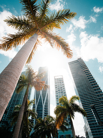 Cities, Palms, City, Skyscraper, Building, Bottom View HD phone wallpaper