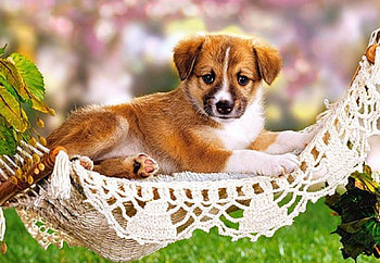 Puppy on hammock, dog, animal, puppy, hammock HD wallpaper