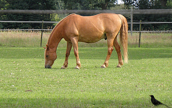Animals, Grass, Stroll, Horse HD wallpaper