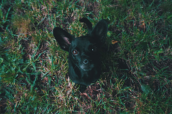 Black, puppy, stare HD wallpaper
