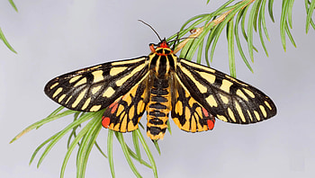 Development anomalies, Rare tiger moth, Blog HD wallpaper