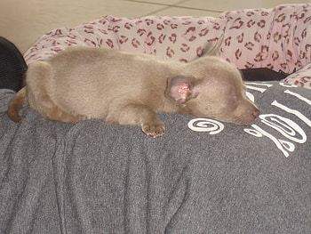 Dog, sleepy, lazy, funny, fuzzy HD wallpaper