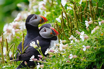 Two Red Bill Birds, two, bill, birds, red HD wallpaper