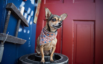 Chihuahua , Lovable pet, Cute and tiny, Adorable companions HD wallpaper