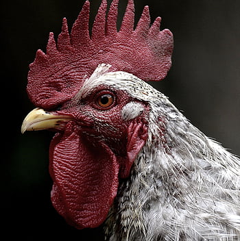 Detailed close-up of a speckled rooster showcasing vibrant colors and textures. HD phone wallpaper