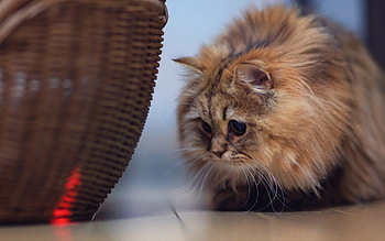 Cat, kitten, kitty, cats, cute, sleepy, sleeping, beauty, animals, hat, sweet, beautiful, paws, cat face, pretty, face, lovely HD wallpaper