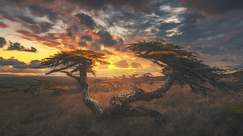 Sunset after storm, sky, clouds, trees, landscape, colors, sun HD wallpaper