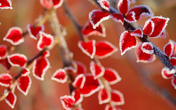 Red Leaves, frozen, graphy, beautiful, tree, branch, leaves, red, trees, nature, amazing HD wallpaper