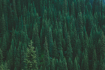 Nature, Trees, View From Above, Forest HD wallpaper