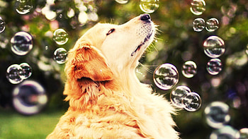 Enjoying the Bubbles, Play, Dog, bubbles, Cute HD wallpaper