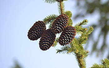 Nature, Cones, Coniferous, Branch, Spruce, Fir, Conifer HD wallpaper