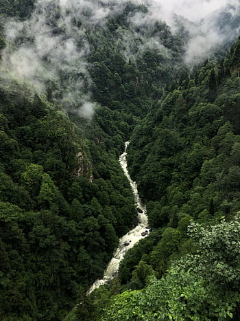 Aerial view of a misty green forest with a winding river, perfect for nature enthusiasts. HD phone wallpaper
