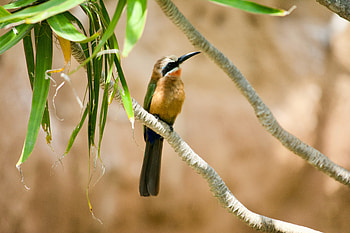 White-fronted Bee-eater, Animal, bee-eater HD wallpaper