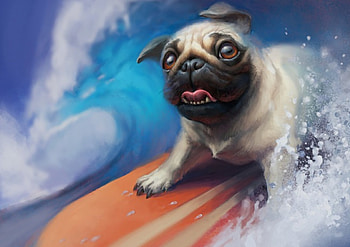 :), dog, surfing, summer, board HD wallpaper