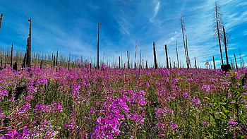 Superbloom in the Idaho backcountry, clouds, sky, blossoms, field, usa HD wallpaper