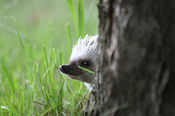 Animals, Muzzle, Hedgehog, Peek Out, Look Out HD wallpaper