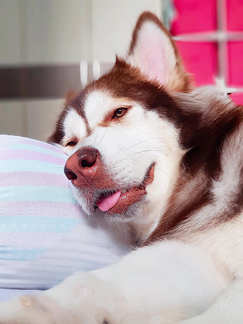 Dogs graphy, Cute animals, Animal pets, B i nhn HD phone wallpaper