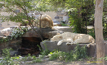 the big lions sleep, animals, cat, nature, zoo, lions HD wallpaper