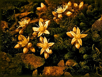 ROCK CLIMBING FLOWERS, yellows, grasses, beautiful, spring, rocks, daisies, summer, landscapes, FLOWERS, fields, , nature, lovely HD wallpaper