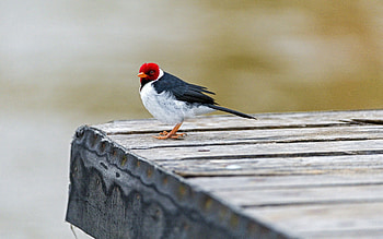 Animals, Bird, Sit, Color, Red Cardinal HD wallpaper