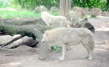 whitewolves, looking food, zoo HD wallpaper