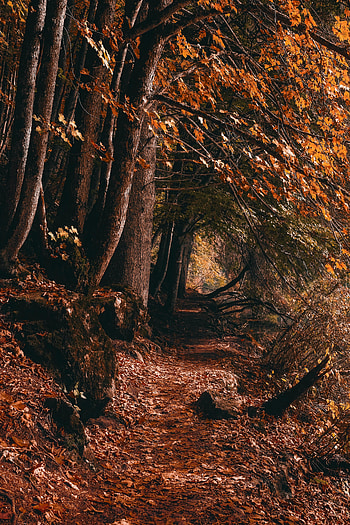 Nature, Trees, Autumn, Forest, Path HD phone wallpaper