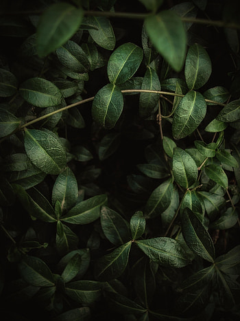 Leaves, Macro, Dark, Branches, Veins HD phone wallpaper