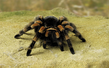 Spider, Tarantula , Exotic species, Eight-legged marvels HD wallpaper