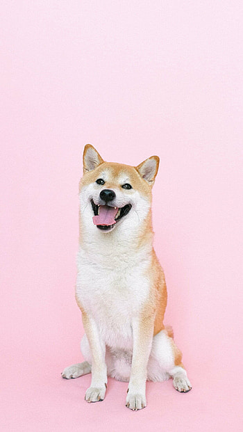 Shiba Inu, Dogs HD phone wallpaper