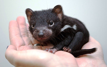 Wild animal graphy, Tasmanian Devil portrait, Animal pin on animals, Nature graphy HD wallpaper