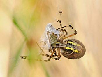 Web, Macro, Spider, Argiopa Bryunnich, Argiope Brunette HD wallpaper