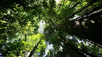 Rainforest canopy Plants Nature HD wallpaper