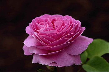 A beautiful bright pink rose outside, Delicate, Bright Pink, Green, Leaves, Petals, Outside, Rose HD wallpaper