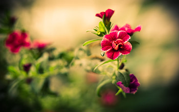 Plants, Flowers HD wallpaper