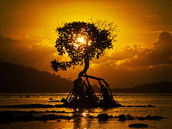 Nature, Sunset, Shore, Bank, Wood, Tree, Roots, Bali HD wallpaper