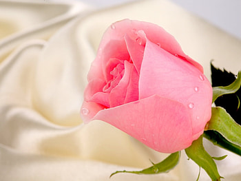 Plants, Flowers, Roses HD wallpaper