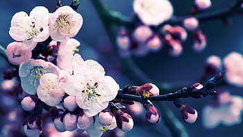 Cherry flowers, pink, graphy, , flowers, spring HD wallpaper