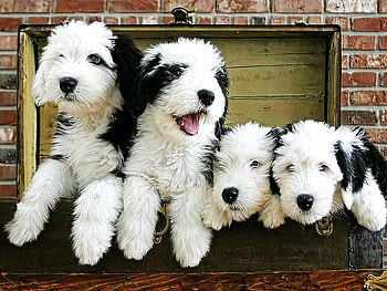 Cute black-white puppies, sweet, white, black, four, dogs, puppies, cute, adorable HD wallpaper
