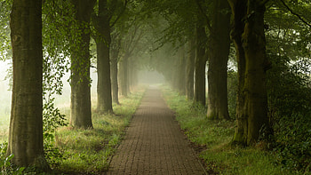 Walking Path Between Green Trees Grass With Fog Garden Background Nature HD wallpaper