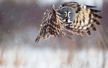 Animals, Owl, Bird, Predator, Flight HD wallpaper