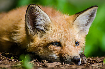 Fox, animal, green, red, vulpe, orange HD wallpaper