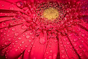 Gerbera daisy, The Ramsdell, Floral beauty, Vibrant blooms HD wallpaper
