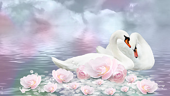 Swan, Reflection, Animal, Cloud, Lotus, Birds HD wallpaper