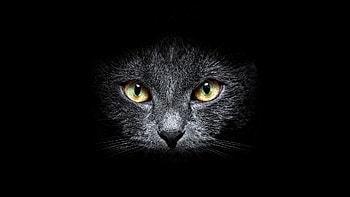 Dark, Cat, Muzzle, Sight, Opinion, Black Background HD wallpaper