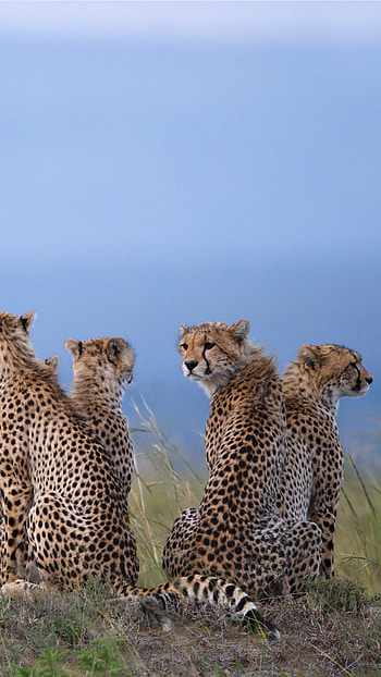 Cheetahs in savannah, Maasai Mara National Reserve, Kenya, Windows 10 spotlight HD phone wallpaper